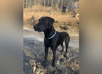 Wurf Cane Corso/Flat & Broholmer
