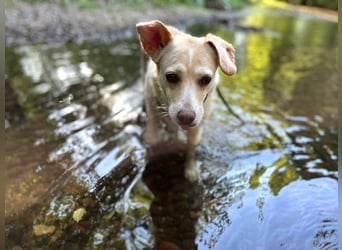 Alba - vorsichtige, ruhige, liebe Labrador-Mix-Hündin / Pflegestelle in Mosbach