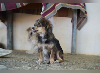 Bubu – kleiner Schatz mit großem Herzen