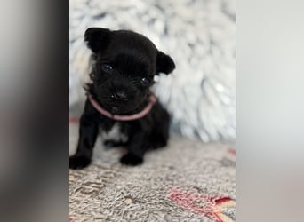 Yorkshire terrier schwarz mädchen