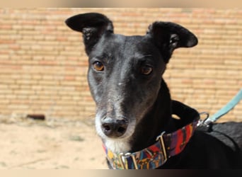 NORMA-klassische Galga: elegant, feinfühlig und voller innerer Stärke