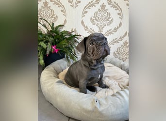 Französische Bulldoggen Welpen