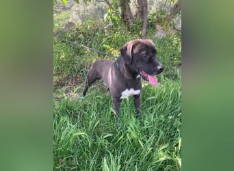 Giona – ein Hund und Gentleman!