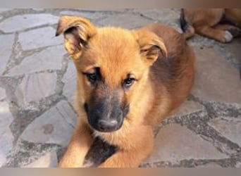 Sammy, ein verspieltes Hundekind auf der Suche nach einem Zuhause fürs Leben