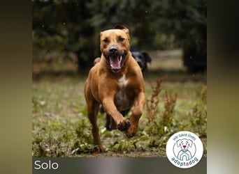 Solo: Sonnenschein auf vier Pfoten