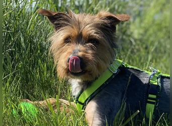 Coco, sucht seine Menschen