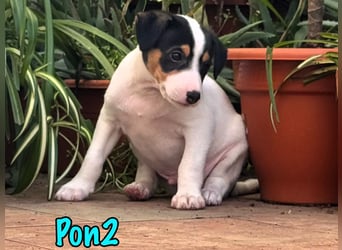 Pon2 02/2025 (ESP) - menschenbezogener, süßer Podenco-Bodeguero Mix Welpe!