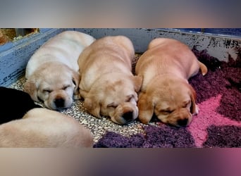 Labrador Welpen mit Ahnentafel, abzugeben ab Mitte /Ende Mai