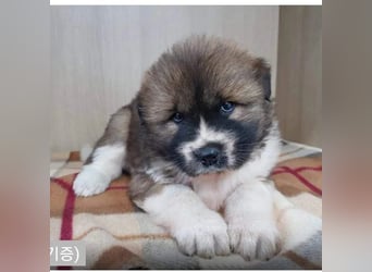 chloe eine Flauschige 5 Jährige Hundin, sucht ihr Traumzuhause