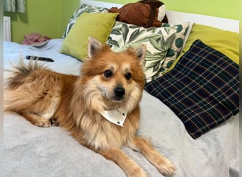 Tony SR - Ein treuer Begleiter sucht Zuhause