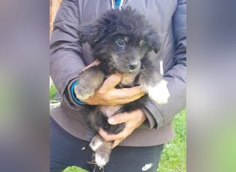 Sina ❤️ junge, aktive Husky-Mix Dame