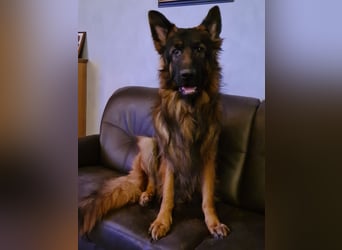 Deutscher Schäferhund (Langhaar)