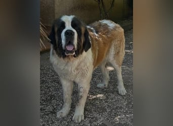 Drago sucht dringend Pflegestelle oder Zuhause