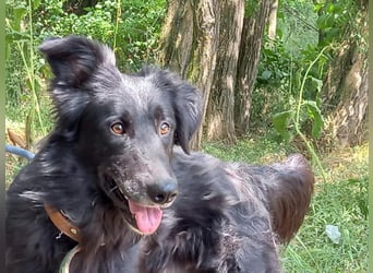Liviusz, liebenswerter Golden retriever/ Mudi Mix geb. 2024