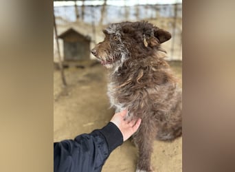 Brios-LM, kleines Wildschwein sucht neues Zuhause!
