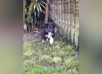 Diese süßen Australian Shepherd Fellnasen