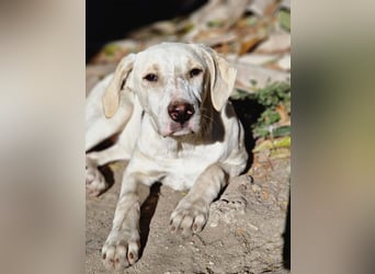 Pippa:“……und jetzt möchte ich zu meiner Familie“