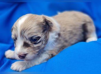 Bezaubernde Welpen aus Bolonka Zwetna und Pomeranian (Zwergspitz)
