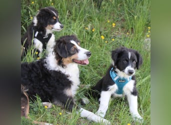 Australian Shepherd Welpe (reinrassig)