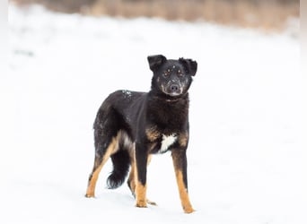 Border Collie Mischling Chunja sucht ein Zuhause