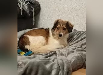 Pepita - schüchterne, liebe und katzenverträgliche Hündin / Pflegestelle in Plettenberg