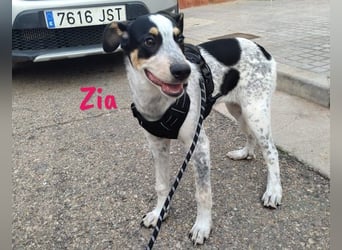 Zia 06/2024 (ESP) - menschenbezogene, süße Epagneul Breton-Bodeguero-Mix Welpin!