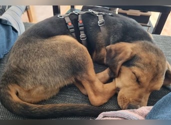 Tadeus sucht sein Körbchen (59514 Welver)