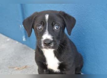 Der kleine Oreo braucht ein liebevolles Zuhause