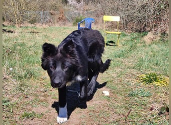 6 Monate alter Jung_ Shollie: Intelligent, Stubenrein, lernbegierig...