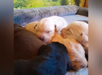 Reinrassige Labradorwelpen