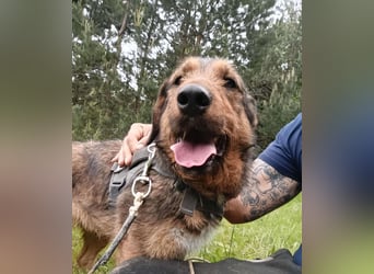Lotta - Jagdterrier Mix