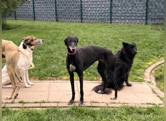 sanfte Galga Chabeli (Tierschutz)