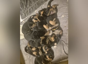 Rottweiler Schäferhund Mischling