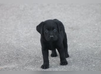 Labrador Welpen