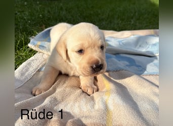 Labrador Rüde