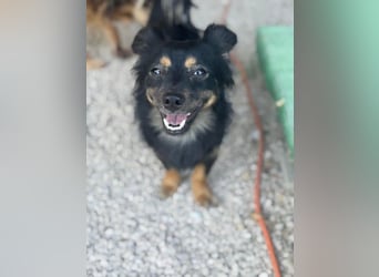 Isabel, sucht ein liebevolles Zuhause