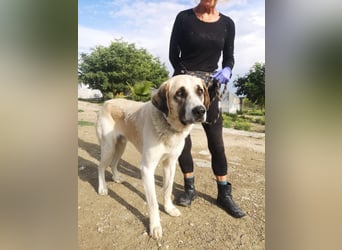 Pancho, ein zarter großer Rüde