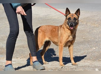 Magia -  Malinois mit großem Herzen