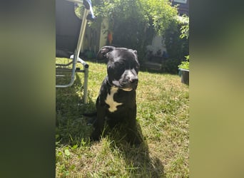 Amstaff Welpe