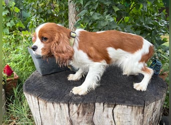 Bella, zauberhafte Hündin
