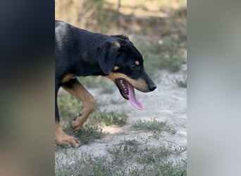 Dobermann - Mix, 5 Monate alt, rundum verträglich