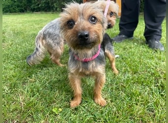 Lady, Yorkshire Terrier, geb. 2023, sucht geduldiges Zuhause