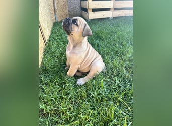 Zuckersüße Freiatmige Bulldoggenwelpen