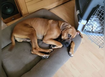 FILOS sucht ein Zuhause