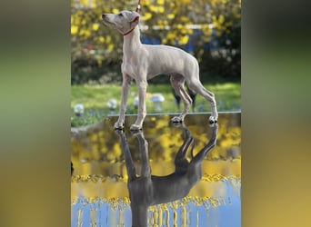 Italienisches Windspiel - Hunde & Welpen