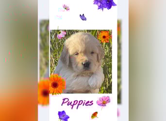 Golden Retriever Welpen aus excellenter Verpaarung