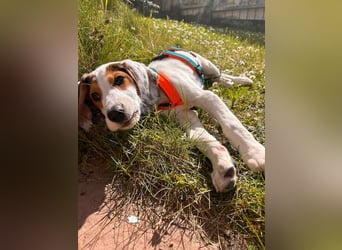 Beagle Mischlingswelpe GEORGY (Dezember 2024) sucht eine eigene Familie