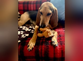 Couch gesucht für CONNIE