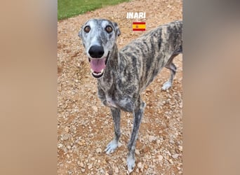 Inari,geb.06/19,schüchternes Galgo Mädel sucht ihre Familie
