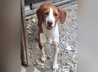 ♥Rosie♥ liebevolle, aktive Bracken-Lady